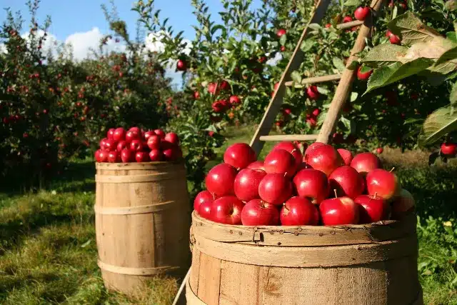 apples in the barrel